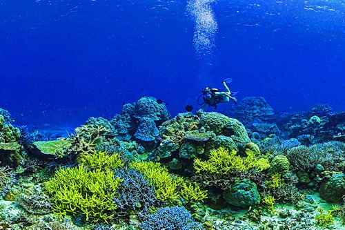 Vanuatu Coral Reef